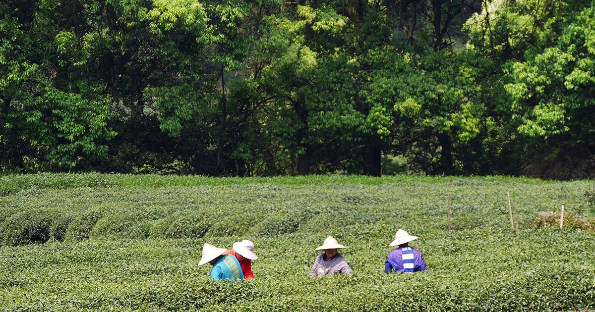 2916円 楽天市場 中国安化黒茶王―千両茶のミニ版 十両茶 2010年製造