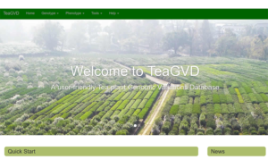 中国の茶葉研究所などが運営する茶樹の遺伝子データベース