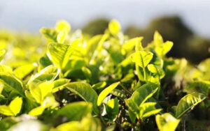 2023年から関税品目に白茶とジャスミン茶が追加される