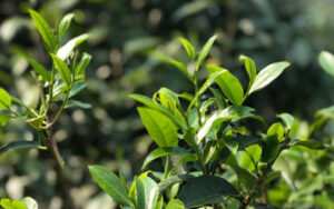 茶葉の品質安全検査の合格率、2022年は98％