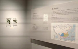 大紅袍母樹の生葉の永久性標本、故宮博物院で展示