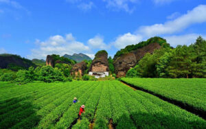「福建武夷岩茶文化システム」第7回中国重要農業文化遺産に選ばれる