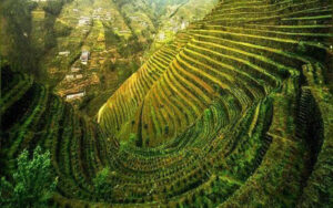 安徽歙県の梯地茶園システム、中国重要農業文化遺産に