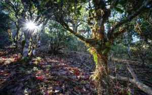 『景邁山古茶林保護管理技術規範』が公布。2024年1月8日より施行へ
