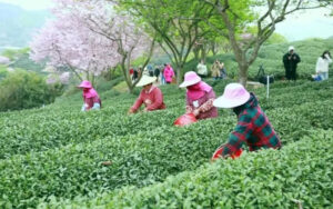 漳平市永福鎮、桜と茶の競演