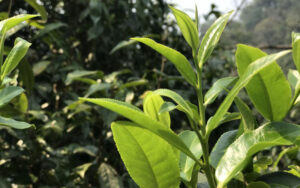 2023年中国地理標志農産品・茶葉類 ブランド名声ランキング100