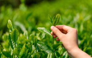 今年の春茶の生産量は、昨年比10％増となる見込み