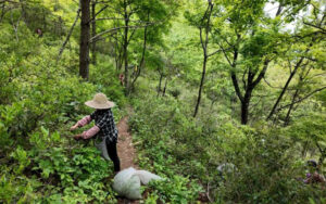 祁門県、高山野茶の茶摘みで茶農家の増収を図る