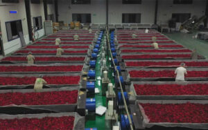 四川省沐川県の”窨花紅茶”が注目を集める