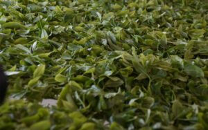 「安いお茶」には罠が多いと雲南省消費者協会が警鐘