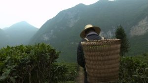 ドキュメンタリー「お茶――ひとひらの物語」、9月から日本で放送開始